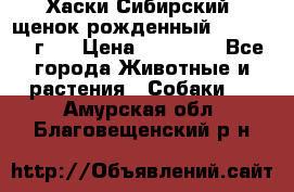 Хаски Сибирский (щенок рожденный 20.03.2017г.) › Цена ­ 25 000 - Все города Животные и растения » Собаки   . Амурская обл.,Благовещенский р-н